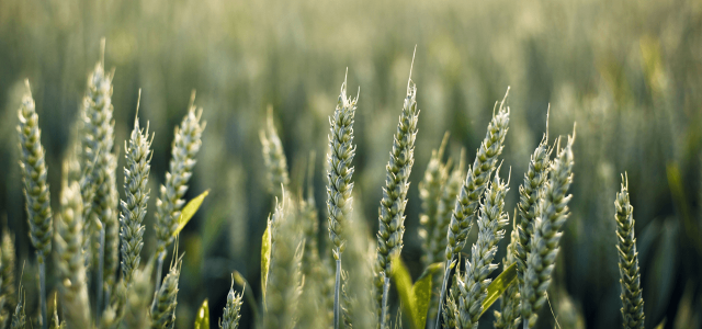 Growing barley