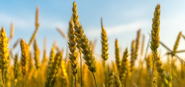 Wheat
